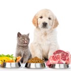 Dieta. Comer rápido no es sinónimo de comer mal. Esta premisa también es válida para los perros.