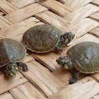 Por favor programar para las 19:15 el banner de inicio con la nota de la previa, para que Henry agarre el hilo desde ahí