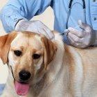 Vacuna contra la rabia