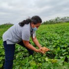 El camote es uno de los productos que ha ganado terreno en los mercados internacionales.