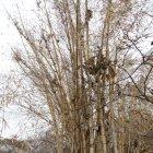 Decenas de hectáreas de bosques protegidos como Papagayo, Bosqueira y Cerro Blanco son quemadas por la irresponsabilidad de encender llantas o fogatas en estos lugares que son los ‘pulmones’ de la ciudad.