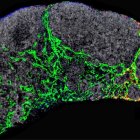 Un ganglio linfático de un ratón en el que se visualizan los capilares linfáticos (verde) y los exosomas tumorales (rojo) que dirigirán los primeros momentos de la metástasis.