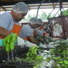 PERSONAL REALIZANDO LA LIMPIEZA DE LOS BANANOS PARA EXPORTACIÓN |