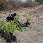 Siembra. Diferentes ciudadanos se sumaron a la jornada, en varias zonas.