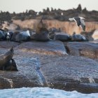 Un grupo de focas descansa en una roca en una imagen de archivo.