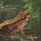 El anfibio fue bautizado con el nombre de "Cutín de Daquilema".