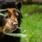 El parque zoológico rindió tributo a Pablo.