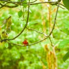 Dos "pájaros brujo" vistos en la Isla Santa Cruz