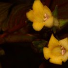 Fotografia proporcionada por el Ministerio de Ambiente sobre la planta