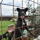 Espera. En los albergues decenas de canes esperan por alguien que les brinde un hogar.