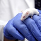 Ratones de laboratorio son utilizados para probar
