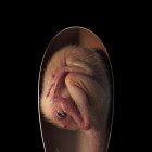 Reconstrucción de un embrión de dinosaurio cercano a la eclosión, basado en el nuevo espécimen "Baby Yingliang".