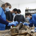 Médicos forenses veterinarios limpian uno de los huesos de las extremidades de la elefanta Leidy