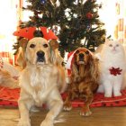 Perros y gatos sufren por igual en estas fechas. Es responsabilidad del dueño cuidar de su bienestar.