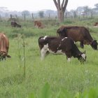 Hacienda. El ganado de Salitre como el resto del país está libre de la enfermedad de la Fiebre Aftosa y así quieren los ganaderos que sigan, sanas.