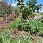 Campo.- El trabajo de los agricultores previo a la llegada de las lluvias.