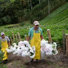 ENTREVISTA ANDREA SAENZ E SU FINCA DONDE SE CULTIVA HORTENSIAS PARA EXPORTACION 21 de marzo de 2019 KARINA DEFAS Agencia (ag-expreso ag-extra ag-quito)