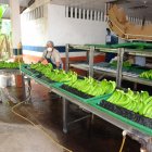 Ecuador busca resolver el problema de los altos costos de producción de la fruta.
