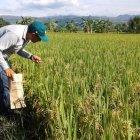 El primer sector en beneficiarse de los préstamos será el agrícola.