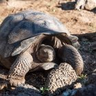 Fauna. Científicos exponen la importancia de realizar más estudios.