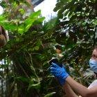 Imagen cedida de una de las participantes en el estudio, Kristine Bohmann, que recoge muestras del aire.