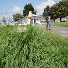 Descuido. En el barrio de Santa Ana, en el sur, un parque luce con la hierba crecida. Las bancas para tomar el sol casi no se distinguen entre la vegetación.