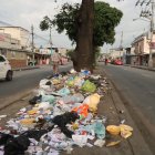 Así lucen los árboles de la zona