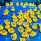 Unos 200 patos amarillos de goma en el Museo Marítimo de Stralsund, en el norte de Alemania, son parte de la carga rescatada del accidente de un barco portacontenedores naufragado en 1992, cuya localización permitió sacar nuevas conclusiones sobre las corrientes marinas. Foto: Stefan Sauer/dpa