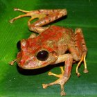 Fotografía cedida hoy por el Ministerio de Ambiente de Panamá que muestra un ejemplar de la rana de Greta Thunberg.