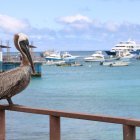 Fotografía de archivo de un pelícano café (Pelecanus occidentalis) mientras se posa sobre una barda en el malecón de la isla San Cristóbal Archipiélago Galápagos (Ecuador).