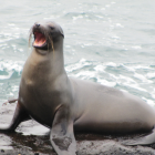 Ecuador oficializa su nueva reserva marina de Galápagos en cita internacional