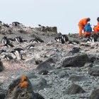 Investigadores fueron registrados al tomar muestras en una pingüinera en la Isla Rey Jorge, situada en el territorio chileno antártico.
