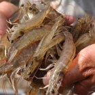 La producción de camarón en Ecuador crece sosteniblemente.