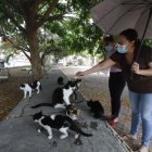 Quienes pasan por el lugar se detienen a jugar con los felinos.