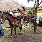 Pisos climáticos. La ruta tiene una diversidad de climas -páramo, subtrópico y trópico-, con lugares que van desde los 4.300 a los 200 metros sobre el nivel del mar.