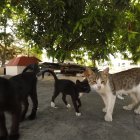 Los gatos callejeros fueron atendidos