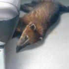 La especie. Quedó en custodia temporal de las autoridades.