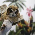 Fotografía de un búho rayado (asio clamator) luego de una tomografía axial computarizada (TAC) hoy, en el Centro de Veterinaria y Zootecnia de la Universidad CES en Medellín (Colombia). Un centro de medicina veterinaria y zootecnia en Medellín realizó este viernes un TAC a un búho que está siendo tratado por una enfermedad en su sistema respiratorio. EFE/ Luis Eduardo Noriega A.