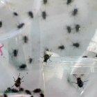 Captura de video que muestra la mosca invasora parasítica Philornis downsi en la Fundación Charles Darwin