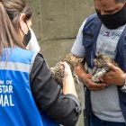 Los felinos hallados fueron rescatados y están en proceso de adopción.