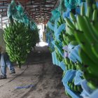 Pese al mal año en exportaciones, la producción se incrementó en 2021.