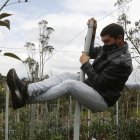 El ingeniero agropecuario Jonathan Hernández fue registrado al probar la resistencia de un ecotutor, en Rionegro (Colombia).
