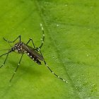 El mosquito transmisor del dengue.