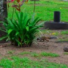 Por años, las ardillas circulan de forma libre por el lugar.