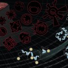 El Blood Proteoform Atlas (BPA), un catálogo que describe cerca de 56.000 proteoformas identificadas a partir de 21 tipos de células humanas y plasma.