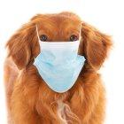 Las mascotas sí podrían contagiarse de COVID-19.