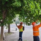 Trabajadores del Municipio se encargaron de fumigar los árboles