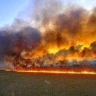 Los incendios forestales afectan gravemente al llamado pulmón del planeta.