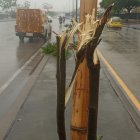 Este es el estado en el que quedaron doce especies plantadas sobre la avenida.