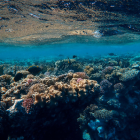 El aumento de las temperaturas oceánicas amenaza a los arrecifes de coral de todo el mundo